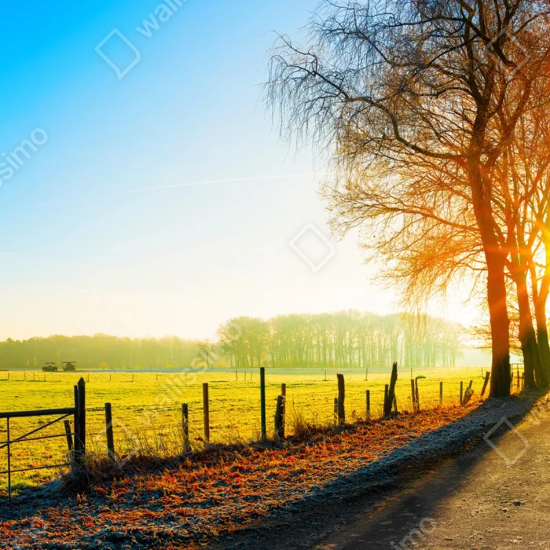 Fototapeta słoneczna wiejska droga przez jesienną łąkę – Wallissimo® Fototapeta słoneczna wiejska droga przez jesienną łąkę – Wallissimo®