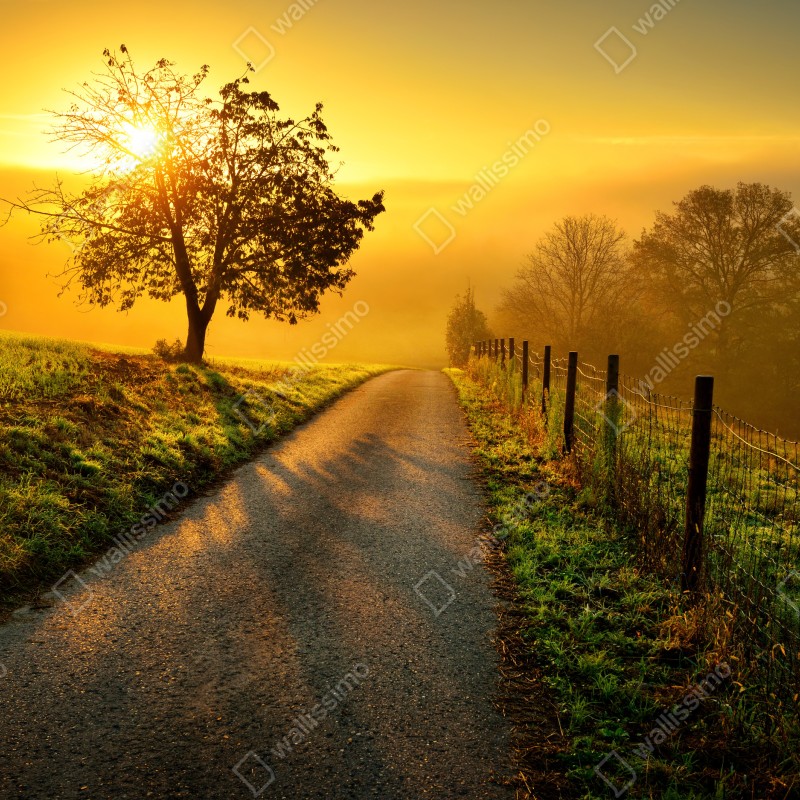 Fototapeta słoneczna droga przez wiejską łąkę o świcie – Wallissimo® Fototapeta słoneczna droga przez wiejską łąkę o świcie – Wallissimo®