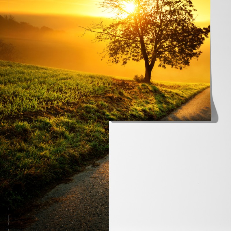 Fototapeta słoneczna droga przez wiejską łąkę o świcie – Wallissimo® Fototapeta słoneczna droga przez wiejską łąkę o świcie – Wallissimo®