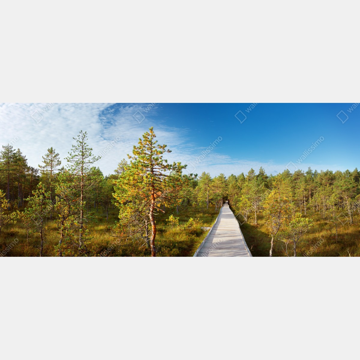 Fototapeta słoneczna kładka w sosnowym lesie – Wallissimo® Fototapeta słoneczna kładka w sosnowym lesie – Wallissimo®