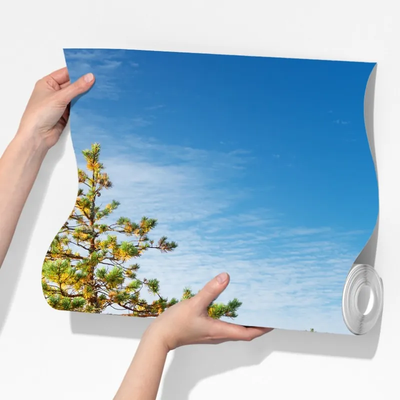 Fototapeta słoneczna kładka w sosnowym lesie – Wallissimo® Fototapeta słoneczna kładka w sosnowym lesie – Wallissimo®