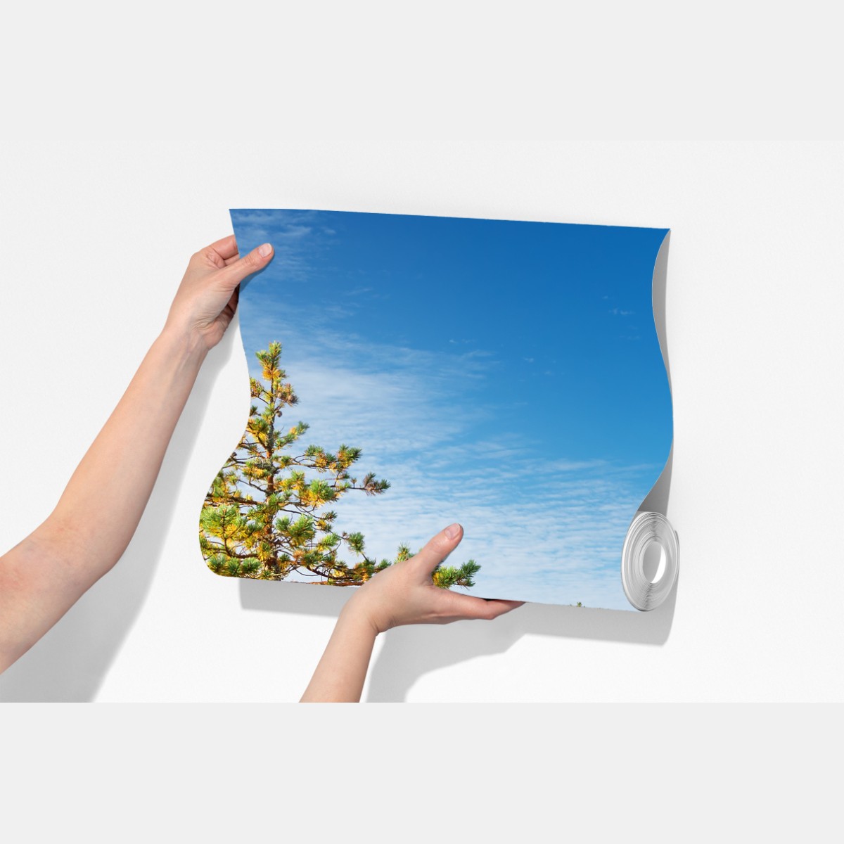 Fototapeta słoneczna kładka w sosnowym lesie – Wallissimo® Fototapeta słoneczna kładka w sosnowym lesie – Wallissimo®