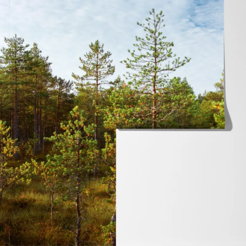 Fototapeta słoneczna kładka w sosnowym lesie – Wallissimo® Fototapeta słoneczna kładka w sosnowym lesie – Wallissimo®