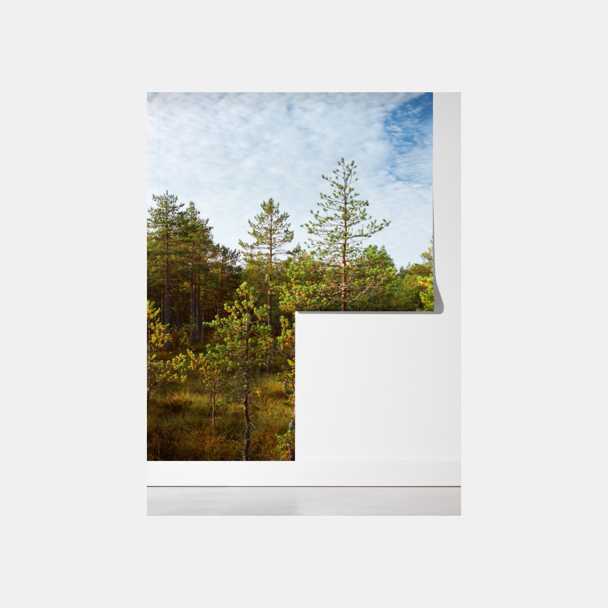 Fototapeta słoneczna kładka w sosnowym lesie – Wallissimo® Fototapeta słoneczna kładka w sosnowym lesie – Wallissimo®