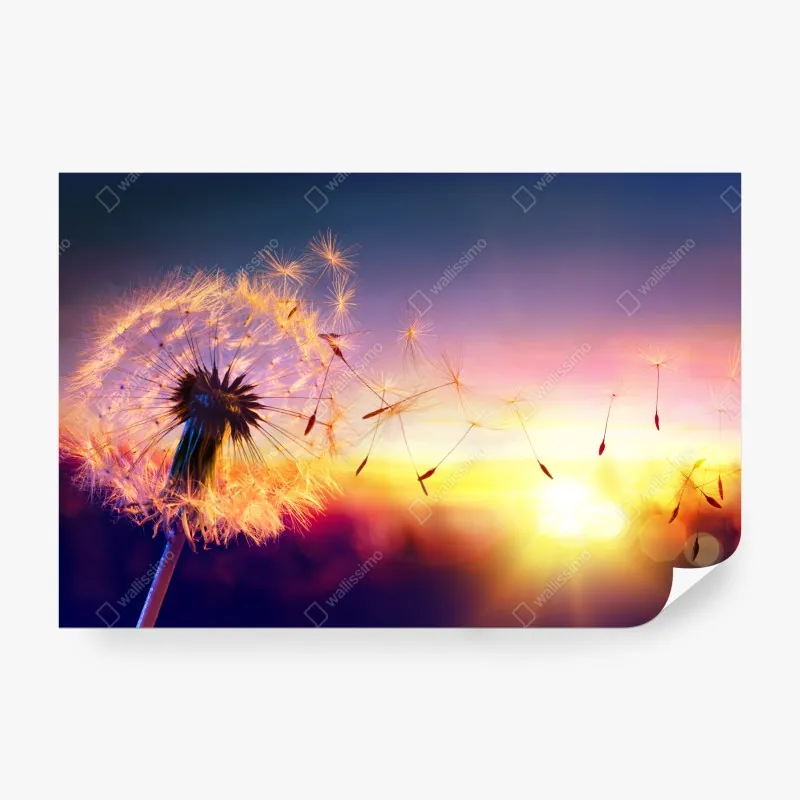Wall mural golden dandelion at sunset