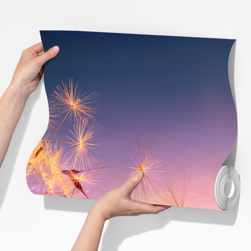 Fototapeta złoty mniszek przy zachodzie słońca – Wallissimo® Fototapeta złoty mniszek przy zachodzie słońca – Wallissimo®