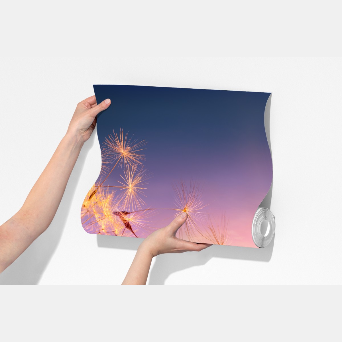 Fototapeta złoty mniszek przy zachodzie słońca – Wallissimo® Fototapeta złoty mniszek przy zachodzie słońca – Wallissimo®