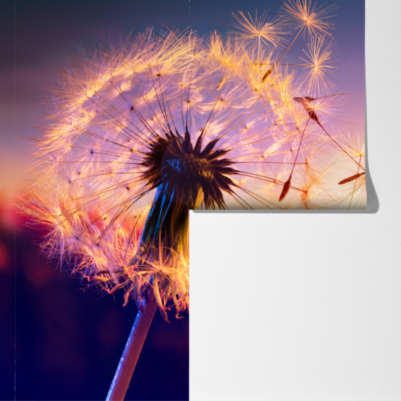 Fototapeta złoty mniszek przy zachodzie słońca – Wallissimo® Fototapeta złoty mniszek przy zachodzie słońca – Wallissimo®