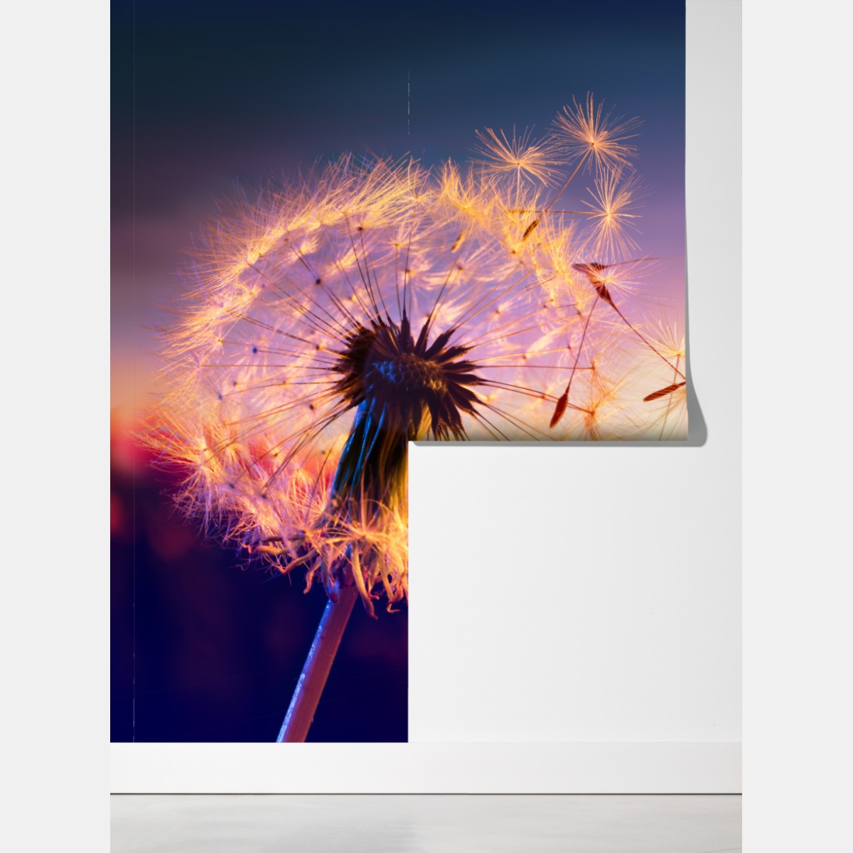 Fototapeta złoty mniszek przy zachodzie słońca – Wallissimo® Fototapeta złoty mniszek przy zachodzie słońca – Wallissimo®