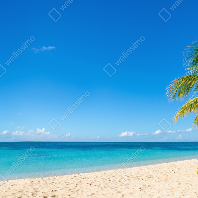 Fototapeta tropikalna plaża z turkusową wodą i palmą – Wallissimo® Fototapeta tropikalna plaża z turkusową wodą i palmą – Wallissimo®