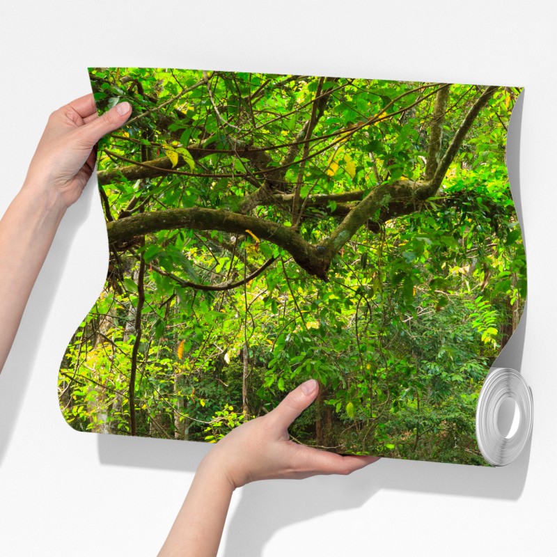 Fototapeta wiszący drewniany most w zielonym lesie – Wallissimo® Fototapeta wiszący drewniany most w zielonym lesie – Wallissimo®