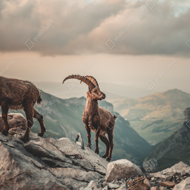 Fototapeta kozica alpejska na skalistym grzbiecie – Wallissimo® Fototapeta kozica alpejska na skalistym grzbiecie – Wallissimo®