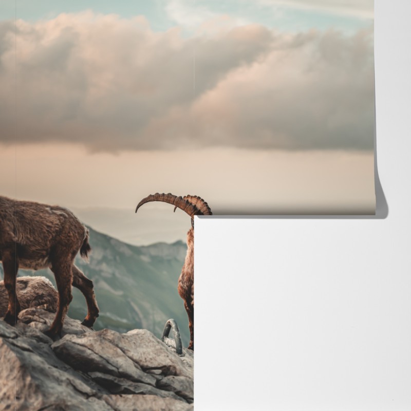 Fototapeta kozica alpejska na skalistym grzbiecie – Wallissimo® Fototapeta kozica alpejska na skalistym grzbiecie – Wallissimo®