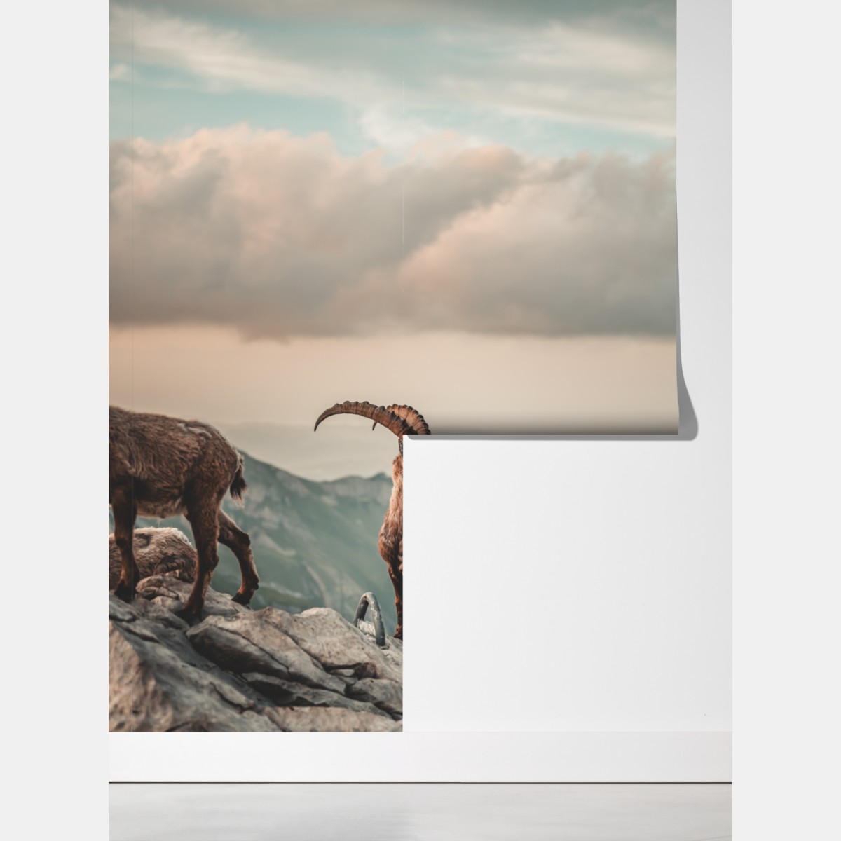 Fototapeta kozica alpejska na skalistym grzbiecie – Wallissimo® Fototapeta kozica alpejska na skalistym grzbiecie – Wallissimo®