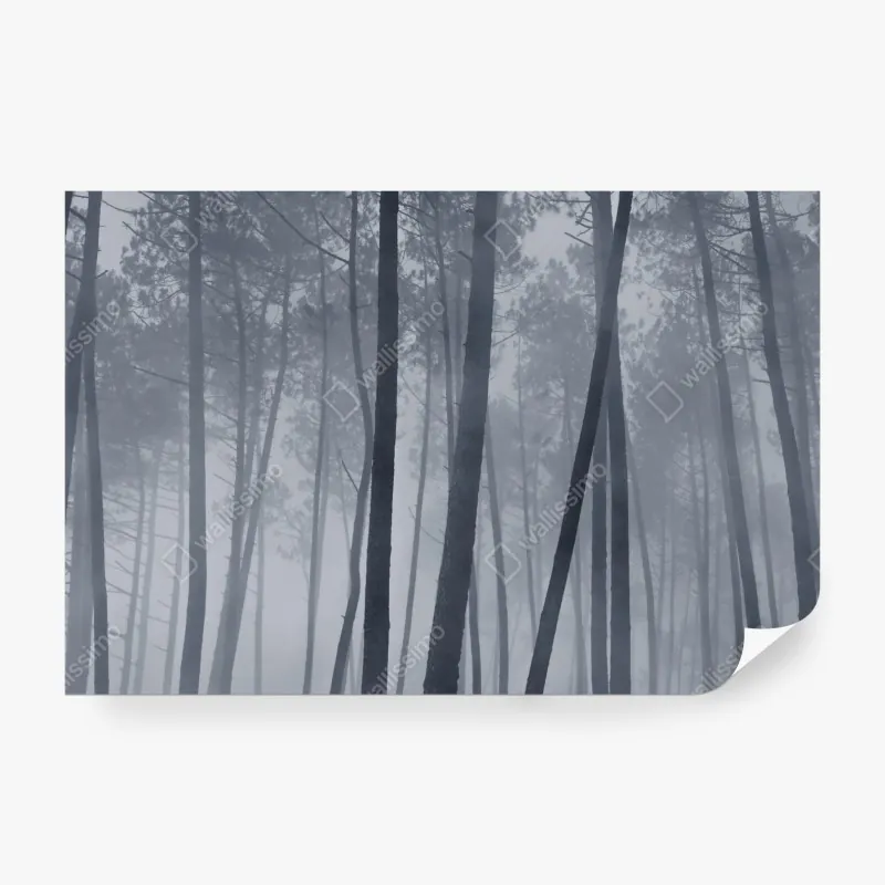 Wall mural misty pine forest at night