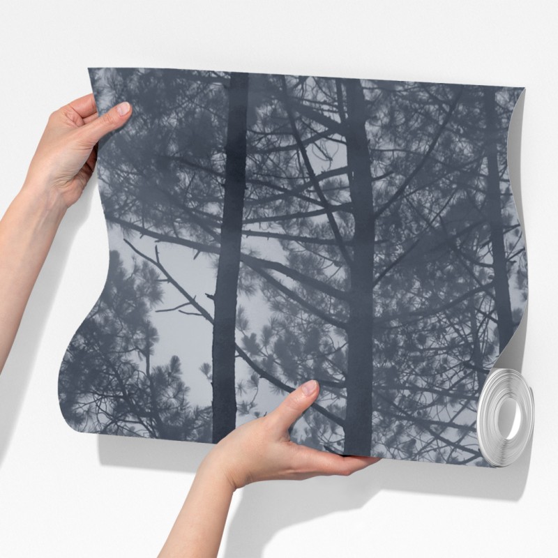 Fototapeta mglisty sosnowy las nocą – Wallissimo® Fototapeta mglisty sosnowy las nocą – Wallissimo®