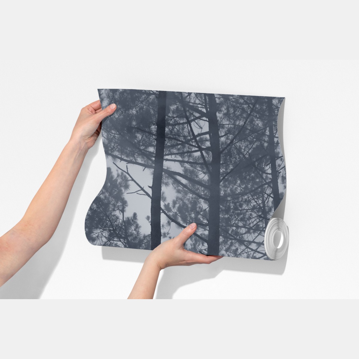 Fototapeta mglisty sosnowy las nocą – Wallissimo® Fototapeta mglisty sosnowy las nocą – Wallissimo®