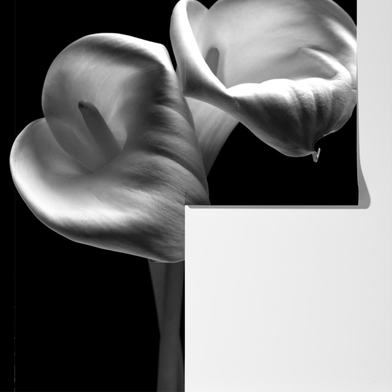 Fototapeta eleganckie kielichy kalii w monochromie – Wallissimo® Fototapeta eleganckie kielichy kalii w monochromie – Wallissimo®
