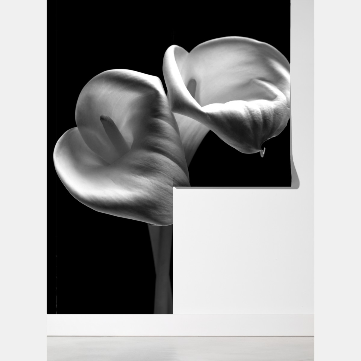 Fototapeta eleganckie kielichy kalii w monochromie – Wallissimo® Fototapeta eleganckie kielichy kalii w monochromie – Wallissimo®