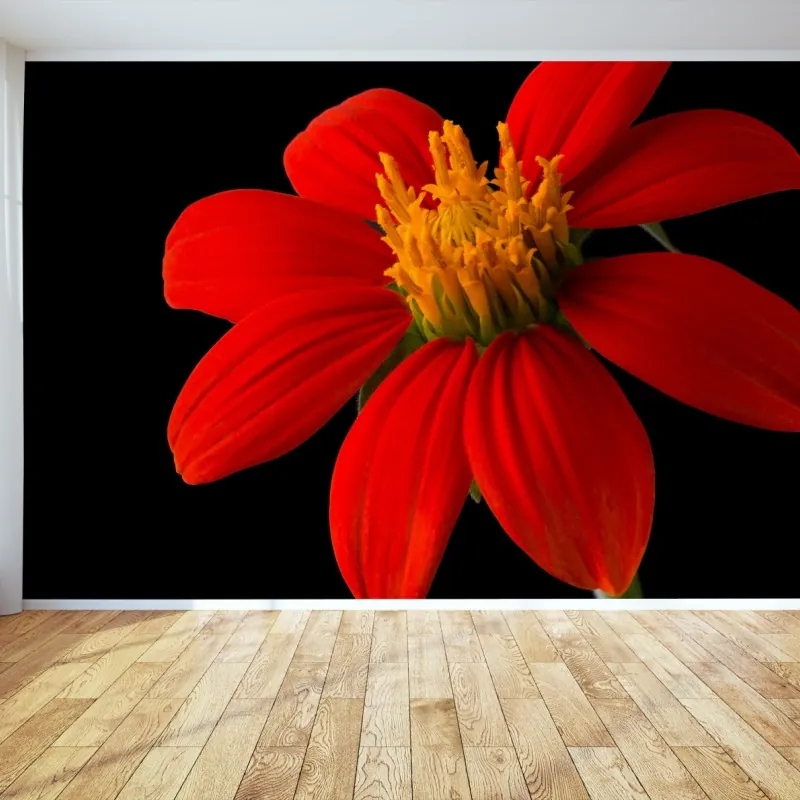 Wall mural vivid mexican sunflower on black background
