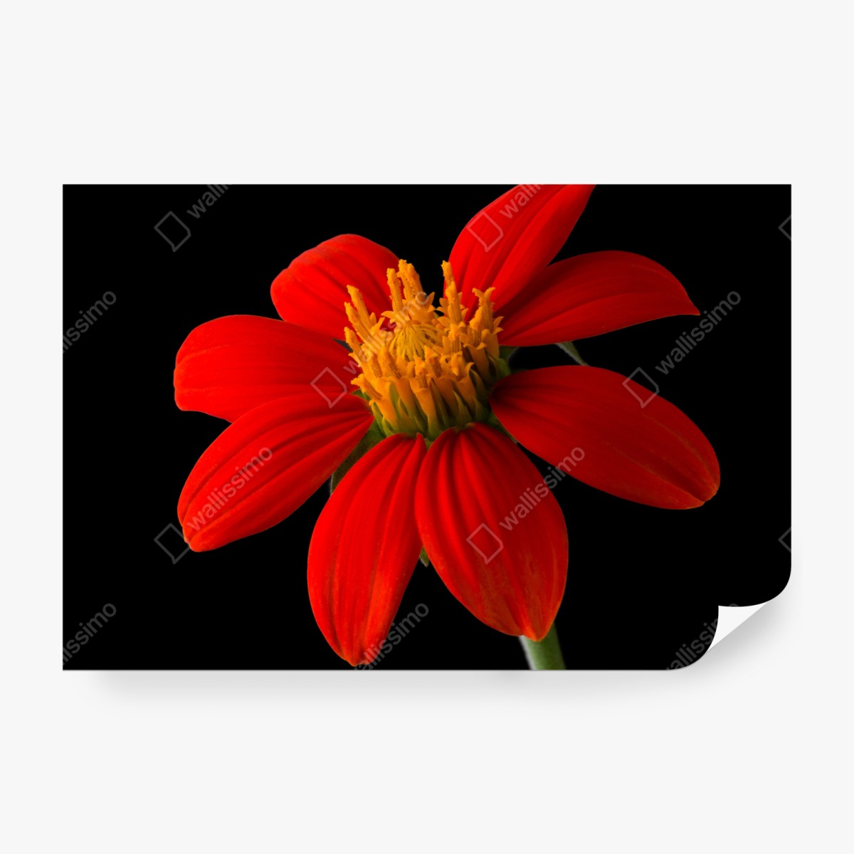 Fototapeta żywy słonecznik meksykański na czarnym tle – Wallissimo® Fototapeta żywy słonecznik meksykański na czarnym tle – Wallissimo®