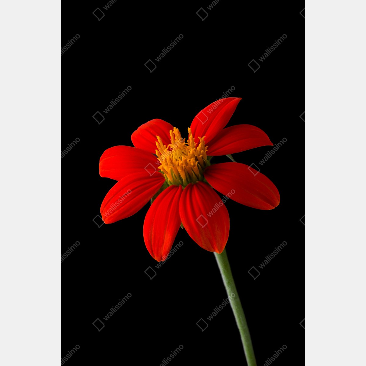 Fototapeta żywy słonecznik meksykański na czarnym tle – Wallissimo® Fototapeta żywy słonecznik meksykański na czarnym tle – Wallissimo®