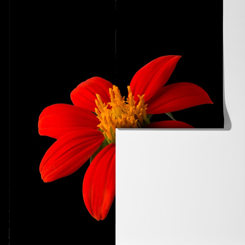 Fototapeta żywy słonecznik meksykański na czarnym tle – Wallissimo® Fototapeta żywy słonecznik meksykański na czarnym tle – Wallissimo®