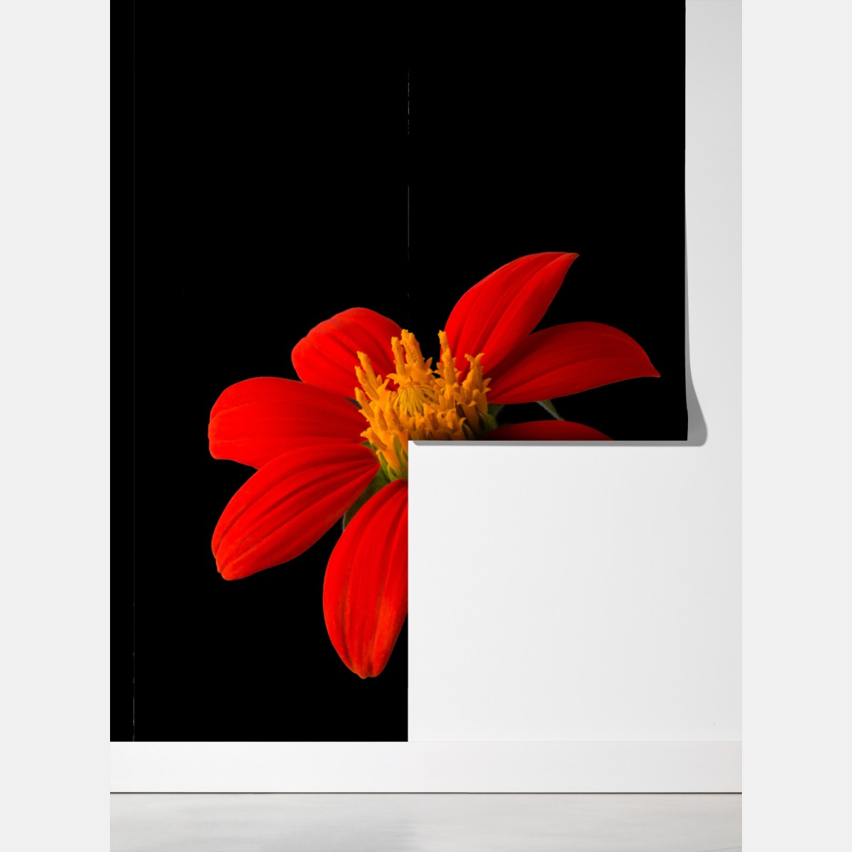 Fototapeta żywy słonecznik meksykański na czarnym tle – Wallissimo® Fototapeta żywy słonecznik meksykański na czarnym tle – Wallissimo®