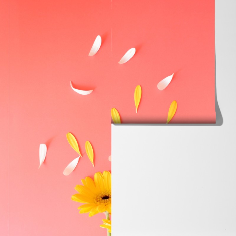 Fototapeta słoneczne żółte gerbery na koralowym tle – Wallissimo® Fototapeta słoneczne żółte gerbery na koralowym tle – Wallissimo®