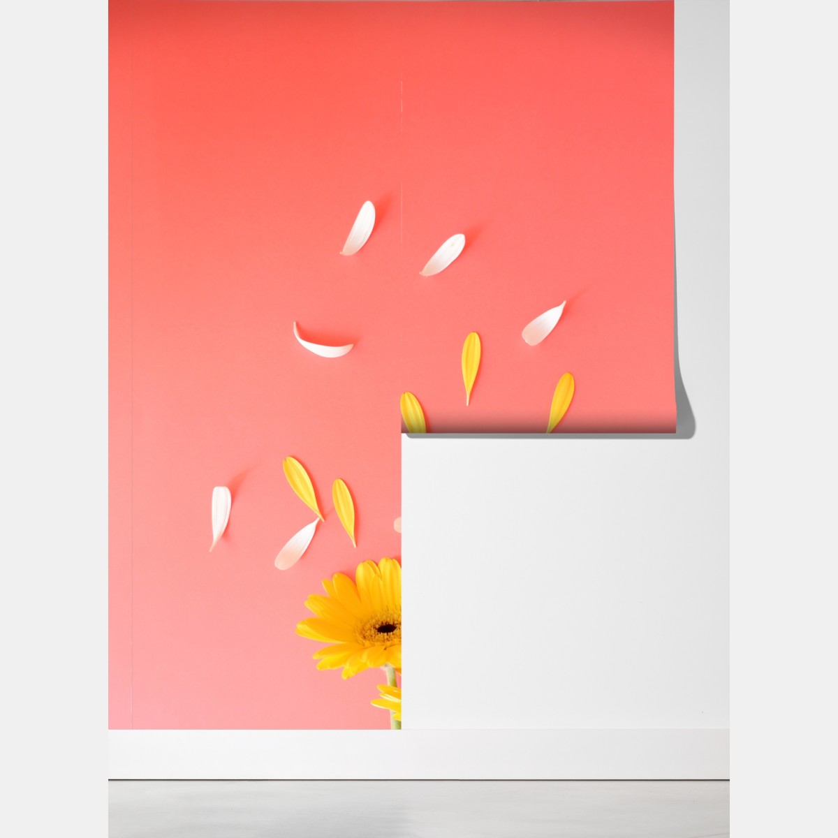 Fototapeta słoneczne żółte gerbery na koralowym tle – Wallissimo® Fototapeta słoneczne żółte gerbery na koralowym tle – Wallissimo®