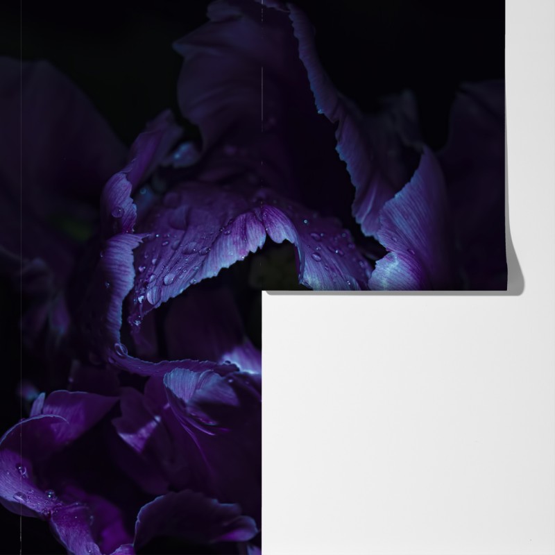 Fototapeta fioletowy tulipan w ultrafiolecie – Wallissimo® Fototapeta fioletowy tulipan w ultrafiolecie – Wallissimo®