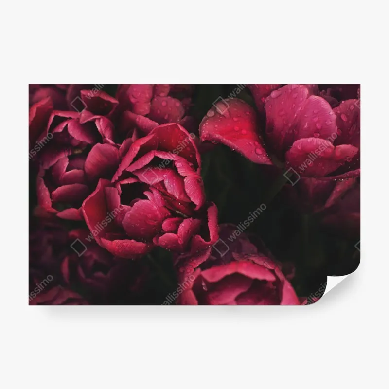 Fototapeta złoty jeleń o świcie – Wallissimo®