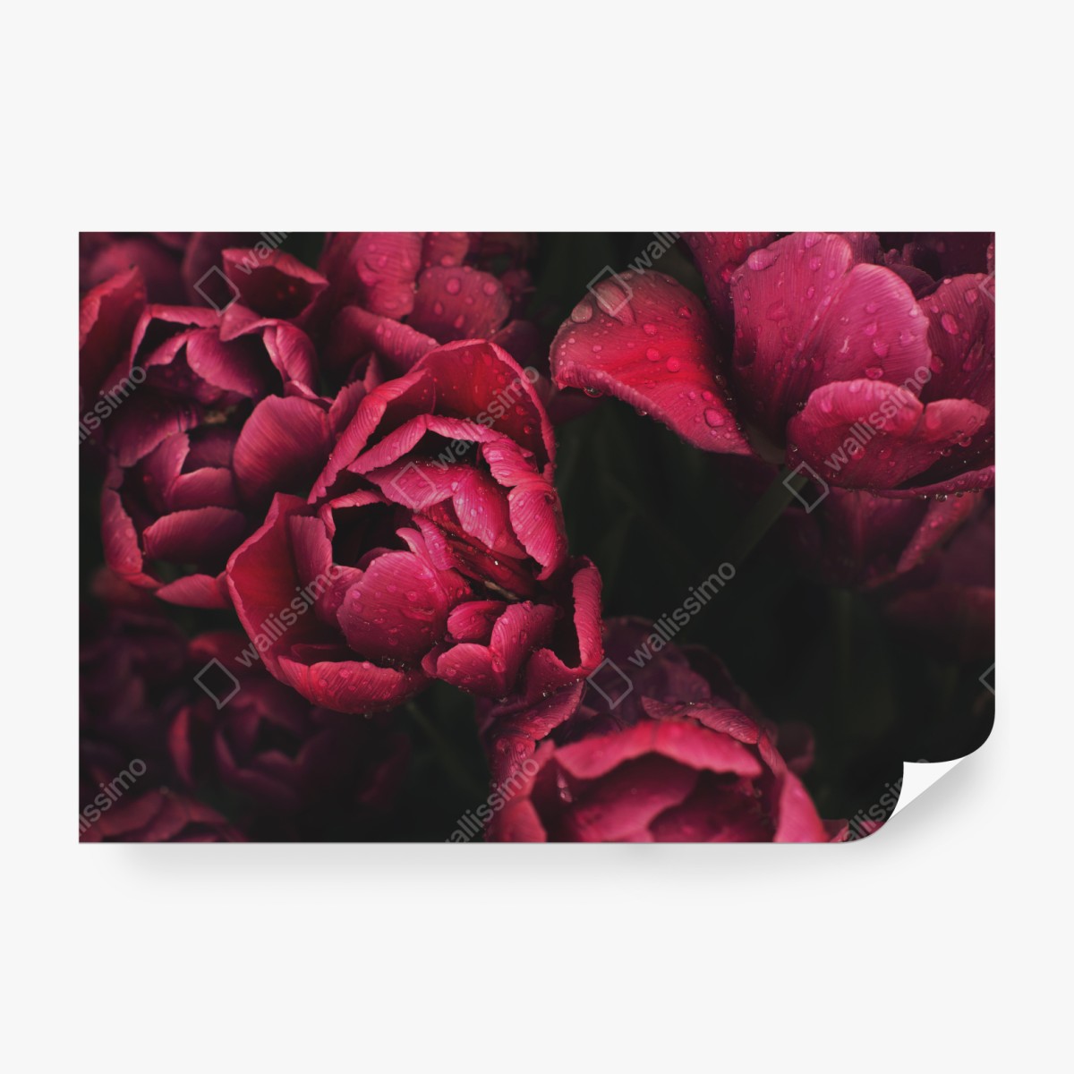 Fototapeta głębokie bordowe kwiaty z kroplami wody – Wallissimo® Fototapeta głębokie bordowe kwiaty z kroplami wody – Wallissimo®