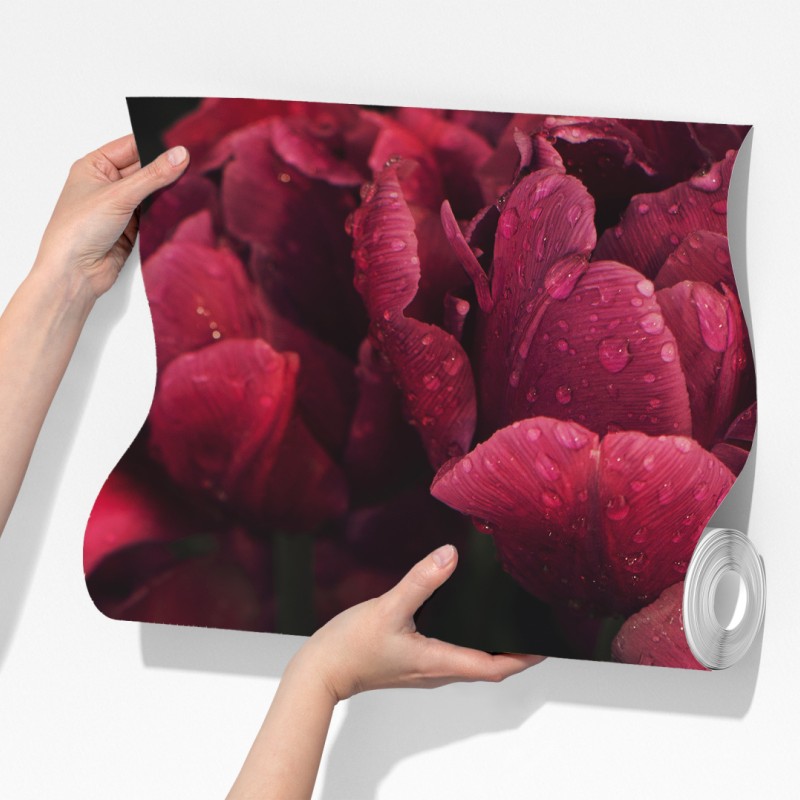 Fototapeta głębokie bordowe kwiaty z kroplami wody – Wallissimo® Fototapeta głębokie bordowe kwiaty z kroplami wody – Wallissimo®