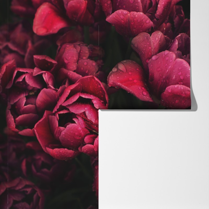 Fototapeta głębokie bordowe kwiaty z kroplami wody – Wallissimo® Fototapeta głębokie bordowe kwiaty z kroplami wody – Wallissimo®