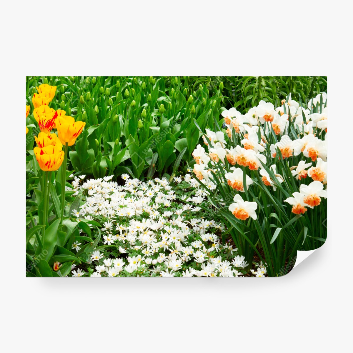 Fototapeta żywy wiosenny ogród kwiatowy – Wallissimo® Fototapeta żywy wiosenny ogród kwiatowy – Wallissimo®