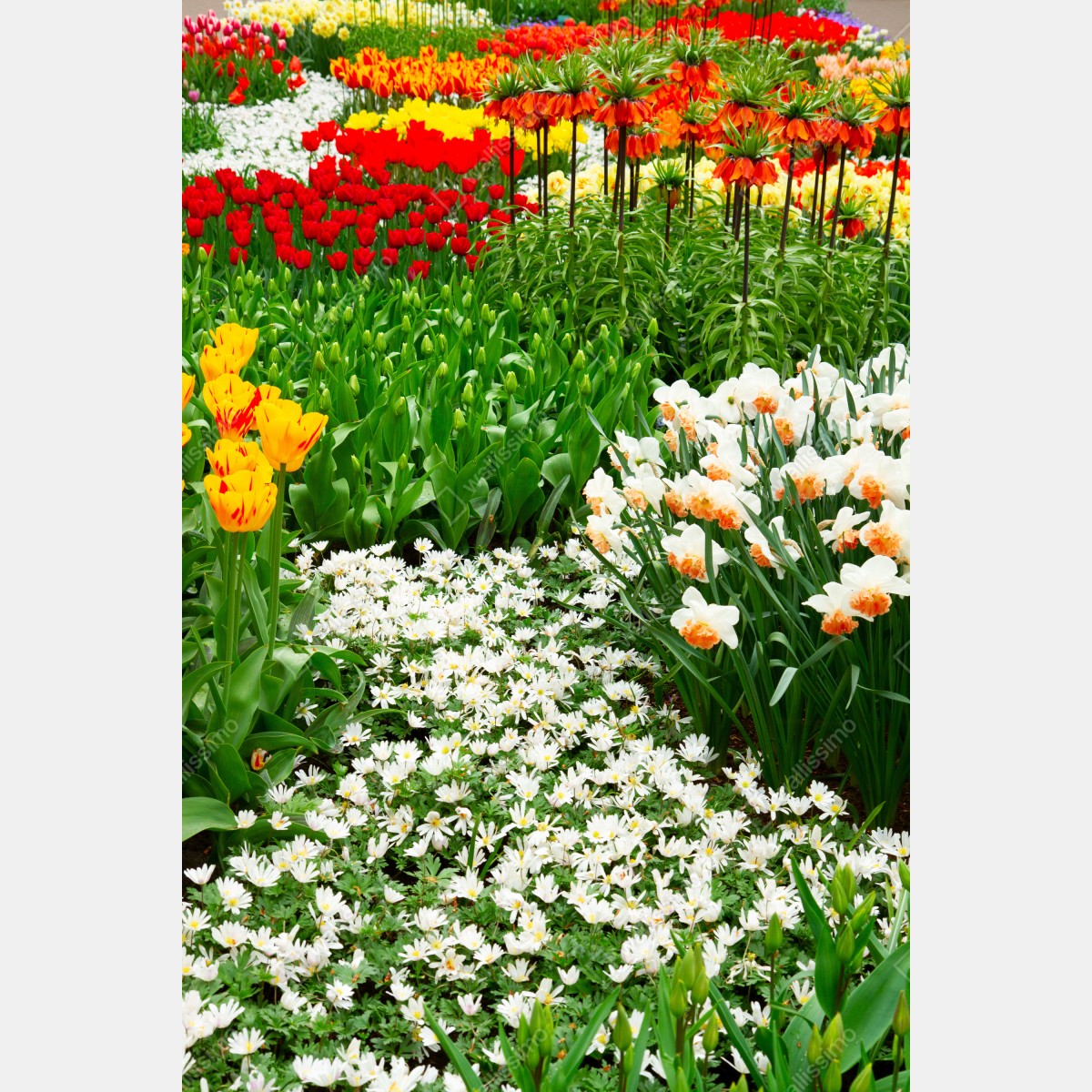 Fototapeta żywy wiosenny ogród kwiatowy – Wallissimo® Fototapeta żywy wiosenny ogród kwiatowy – Wallissimo®