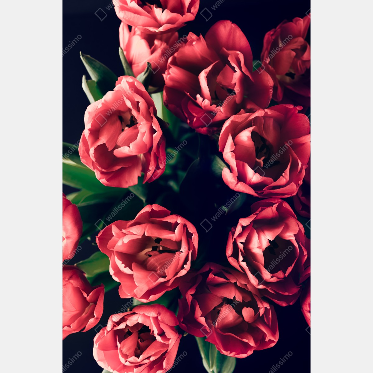 Fototapeta nastrojowy różowy bukiet tulipanów – Wallissimo® Fototapeta nastrojowy różowy bukiet tulipanów – Wallissimo®