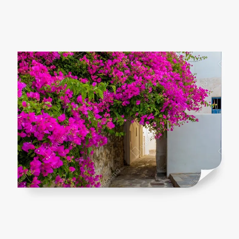 Wall mural blooming bougainvillea in Naousa alley