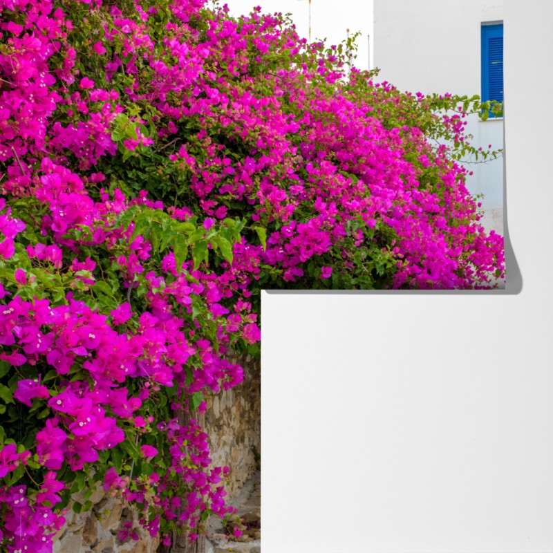Fototapeta kwitnąca bugenwilla w uliczce Naousa – Wallissimo® Fototapeta kwitnąca bugenwilla w uliczce Naousa – Wallissimo®