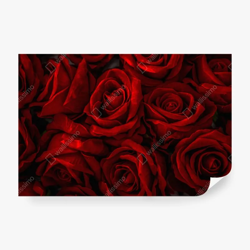 Wall mural lush red roses close-up
