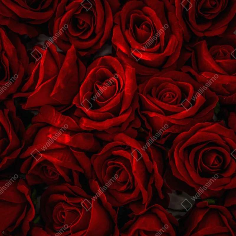 Fototapeta intensywne czerwone róże z bliska – Wallissimo® Fototapeta intensywne czerwone róże z bliska – Wallissimo®