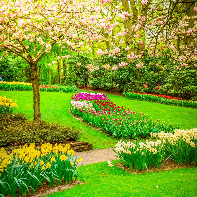 Fototapeta wiosenny ogród w rozkwicie: tulipany i kwiat wiśni – Wallissimo® Fototapeta wiosenny ogród w rozkwicie: tulipany i kwiat wiśni – Wallissimo®