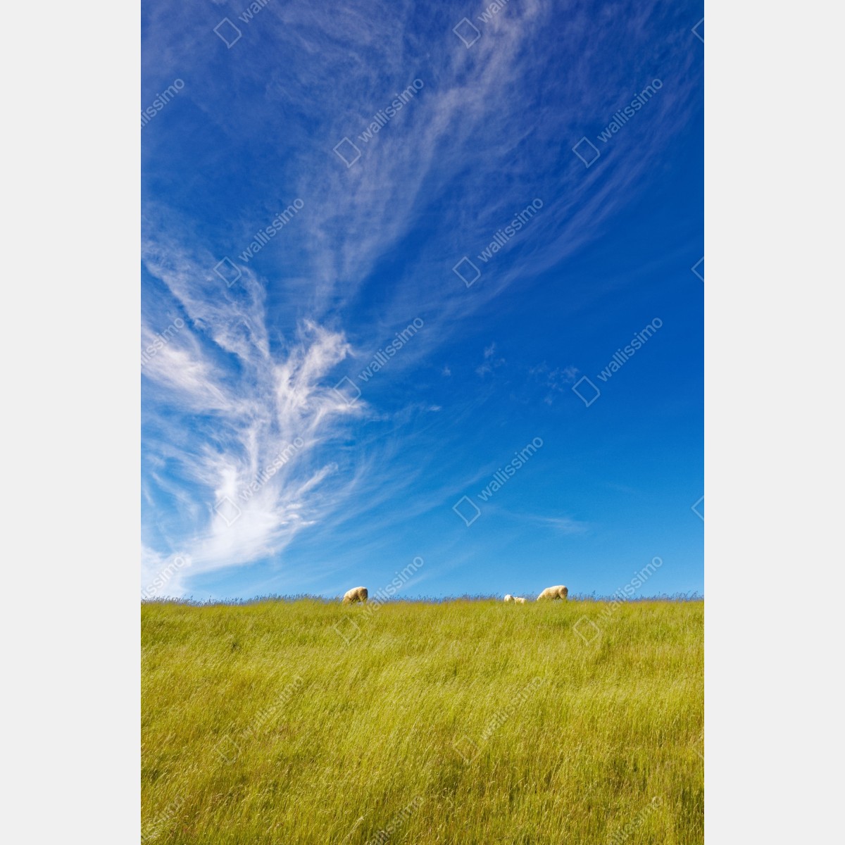 Fototapeta spokojna łąka pod błękitnym niebem – Wallissimo® Fototapeta spokojna łąka pod błękitnym niebem – Wallissimo®