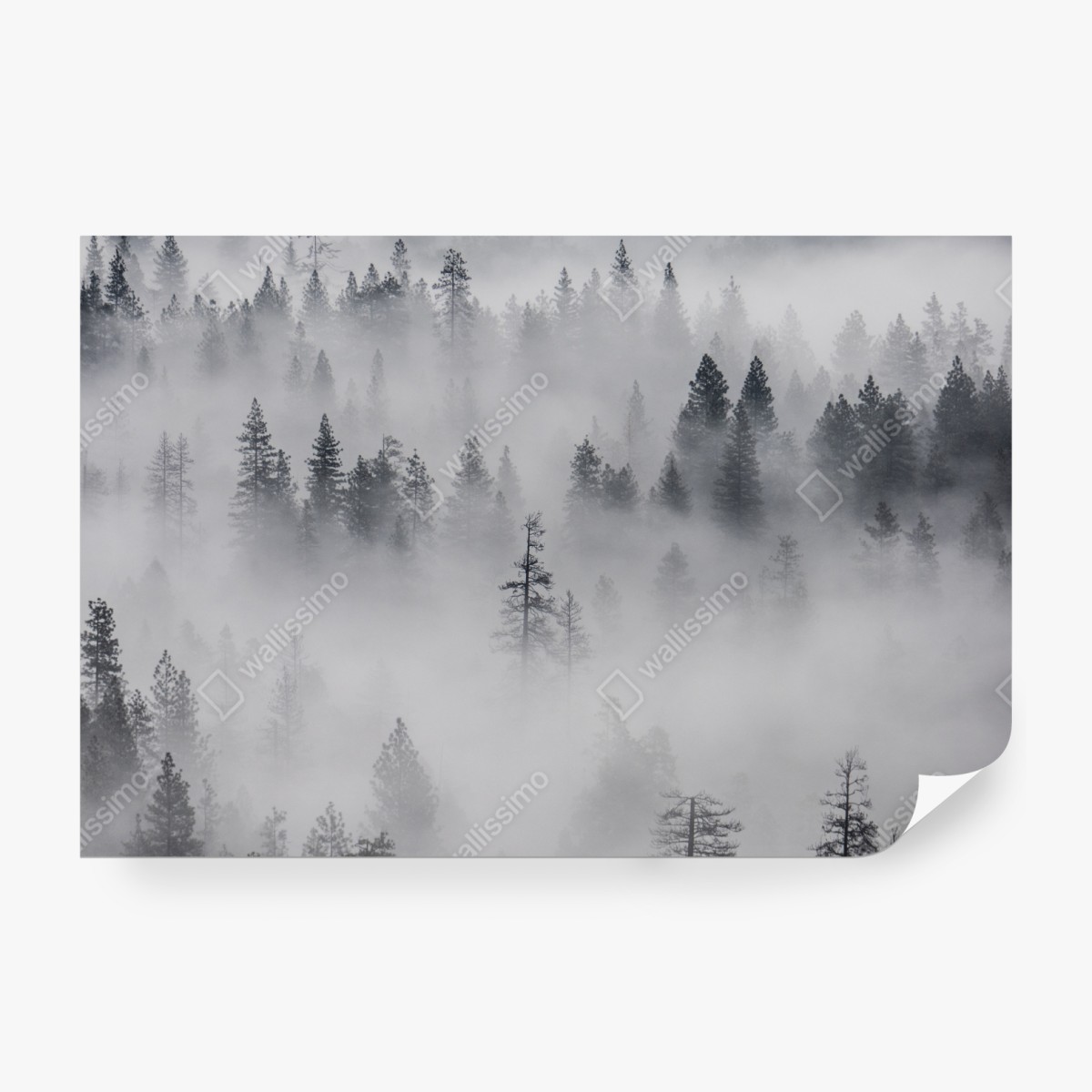 Fototapeta mglisty las sosnowy – Wallissimo® Fototapeta mglisty las sosnowy – Wallissimo®