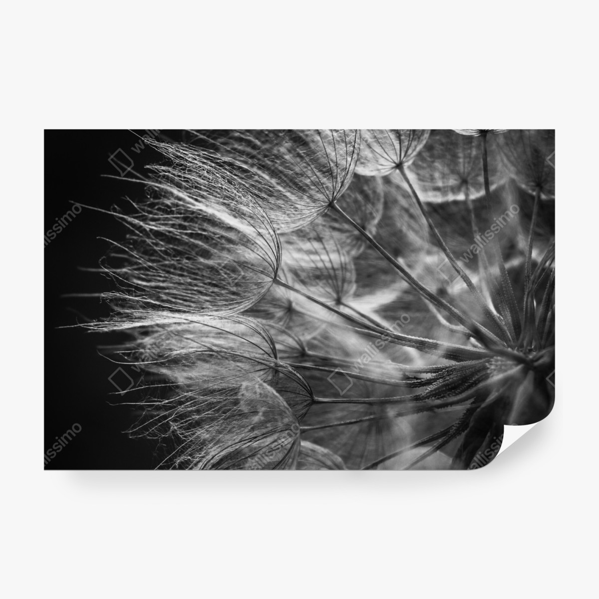 Fototapeta delikatny puch dmuchawca w monochromie – Wallissimo® Fototapeta delikatny puch dmuchawca w monochromie – Wallissimo®