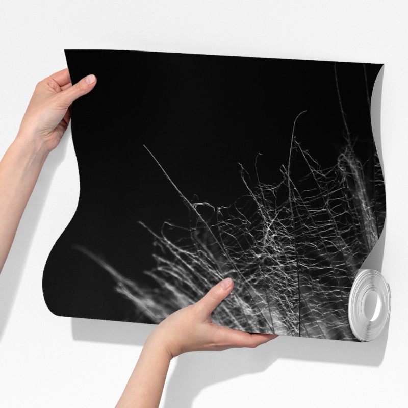 Fototapeta delikatny puch dmuchawca w monochromie – Wallissimo® Fototapeta delikatny puch dmuchawca w monochromie – Wallissimo®