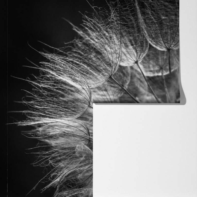 Fototapeta delikatny puch dmuchawca w monochromie – Wallissimo® Fototapeta delikatny puch dmuchawca w monochromie – Wallissimo®