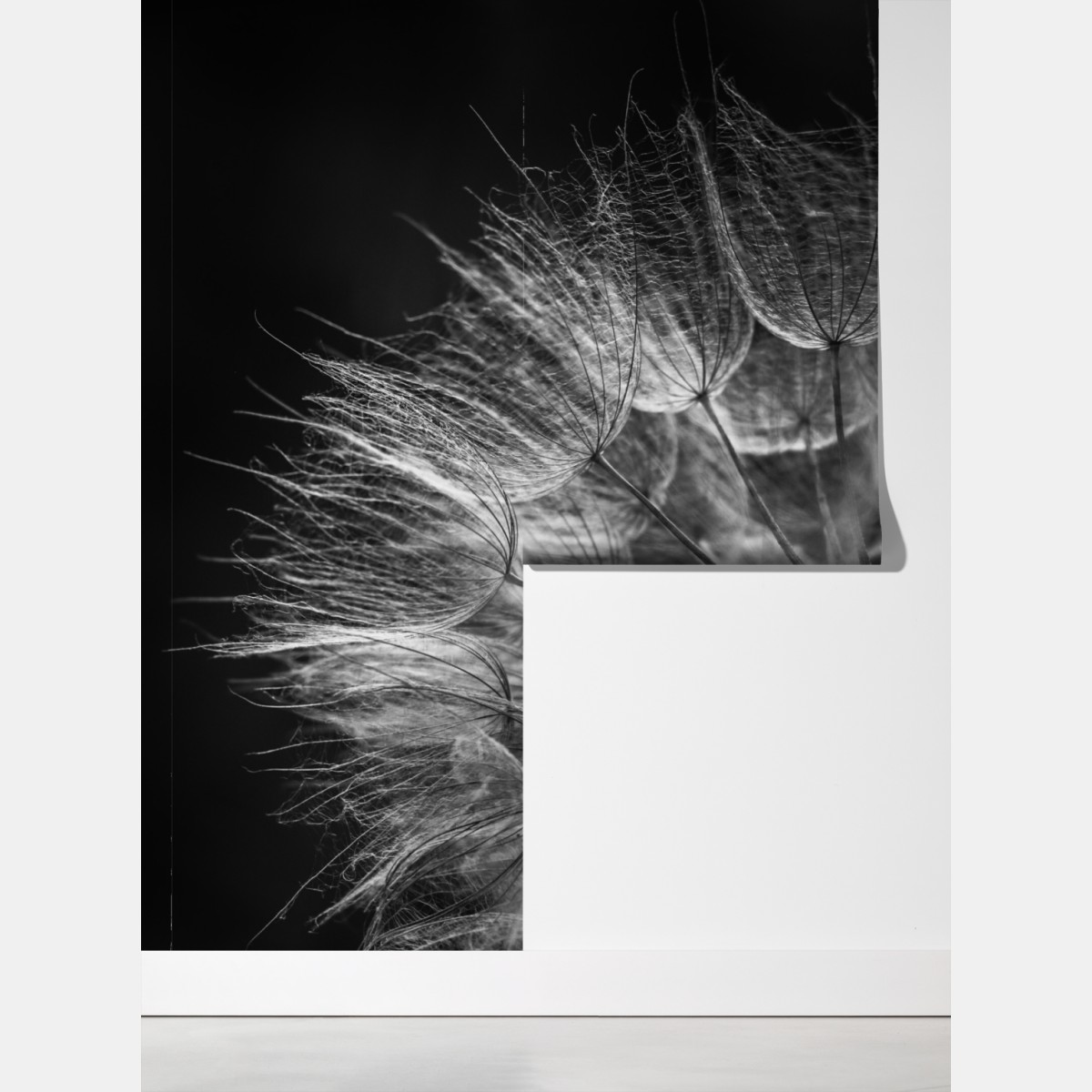 Fototapeta delikatny puch dmuchawca w monochromie – Wallissimo® Fototapeta delikatny puch dmuchawca w monochromie – Wallissimo®