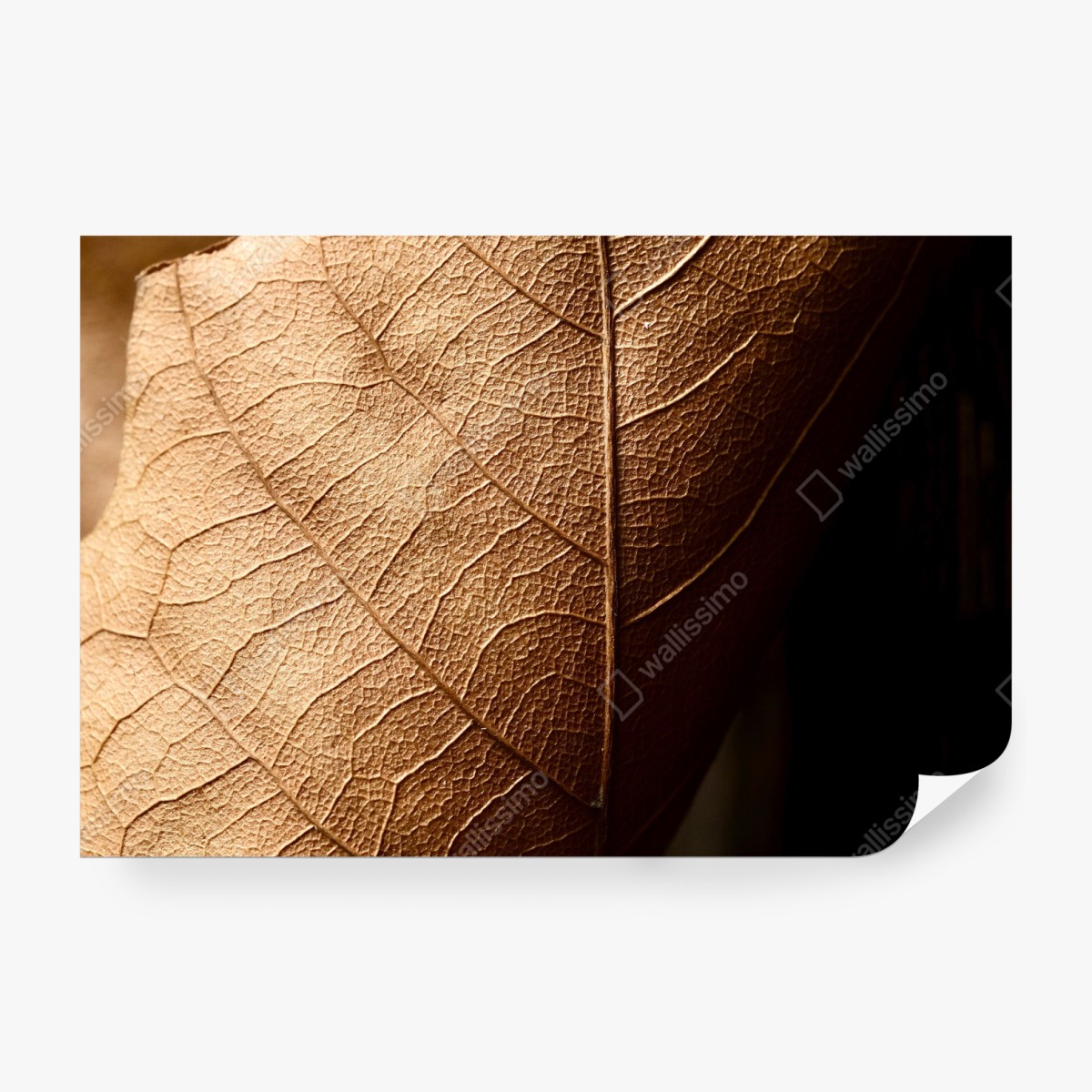 Fototapeta tekstura suchego liścia w zbliżeniu – Wallissimo® Fototapeta tekstura suchego liścia w zbliżeniu – Wallissimo®